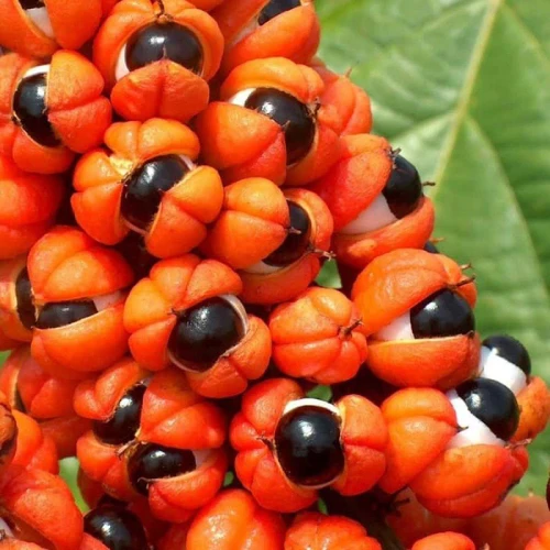 Semi di guaranà