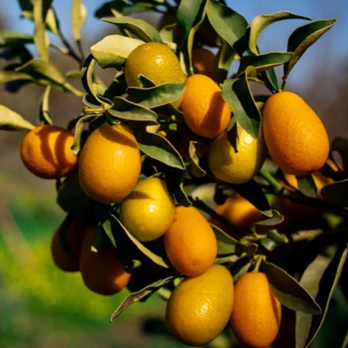 Kumquats frescos